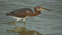Small Blue Heron